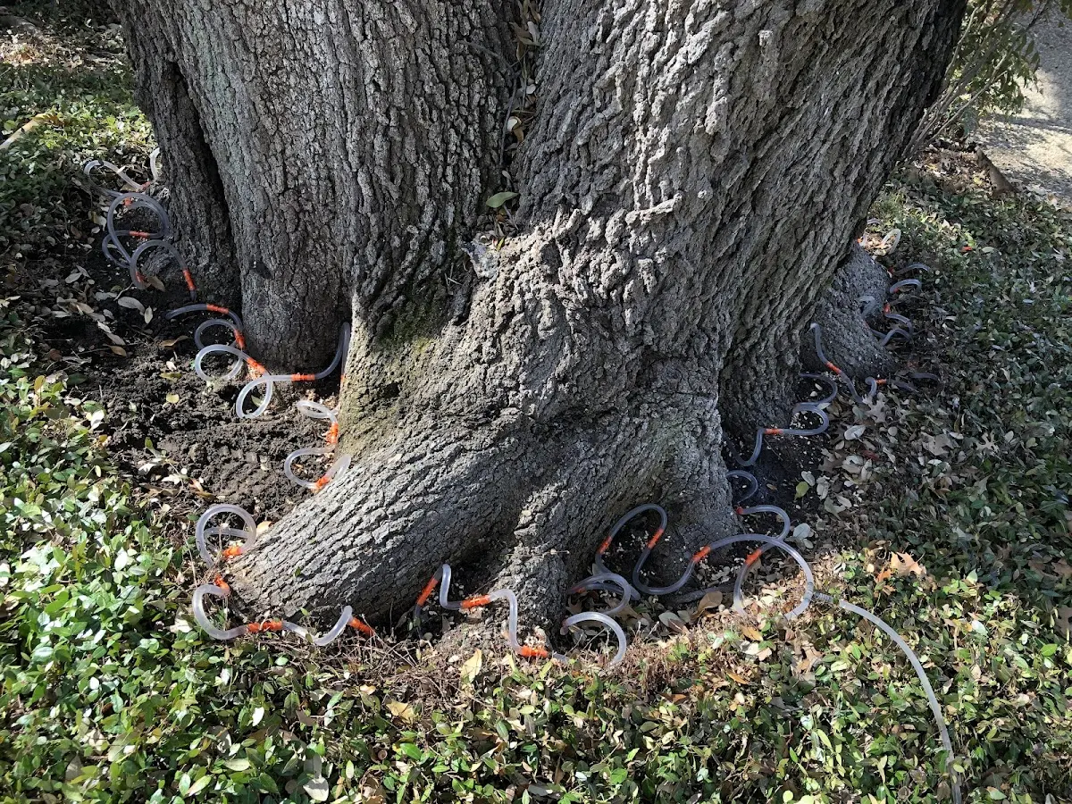 Detailed Tree Cabling and Bracing job site in Swengel