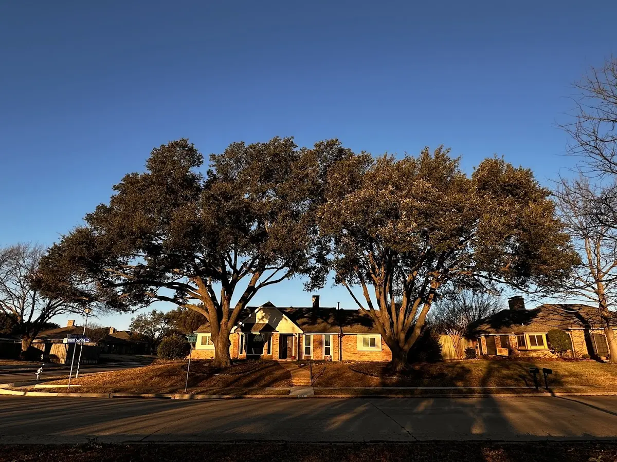 Established residential canopy tree shading a home in Swengel